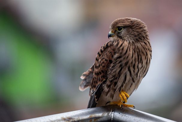 Ein Turmfalke auf einer Regenrinne im Kirchturm Christkönig von Musterstadt: Mit unserer Webcam können Sie den seltenen Tieren zusehen. (Foto: Michael Straubinger)