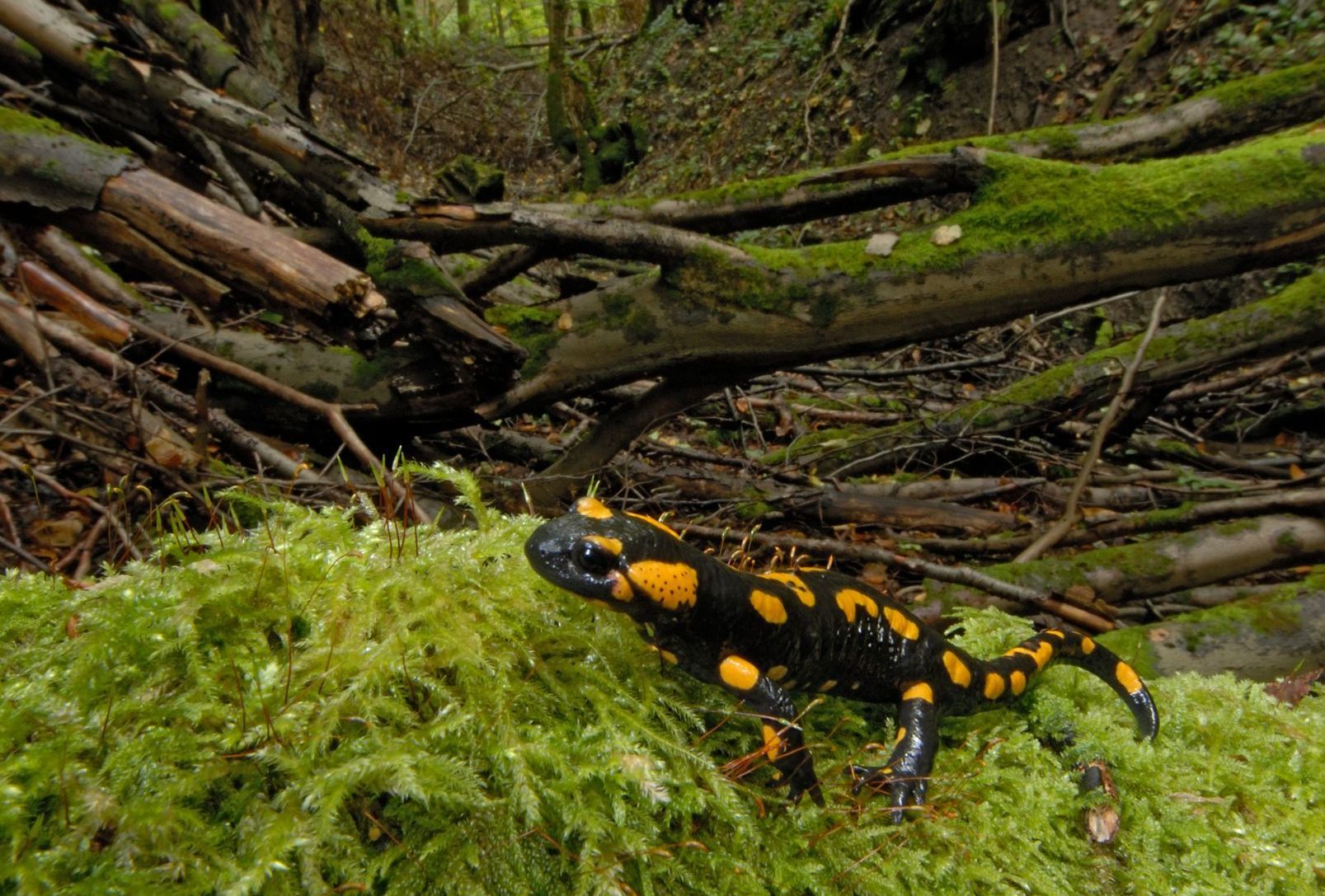 Feuersalamander auf Moos im Kleinen Höllental bei Könntestadt. (Foto: Thomas Stephan) Feuersalamander auf Moos im Kleinen Höllental bei Könntestadt. (Foto: Thomas Stephan)