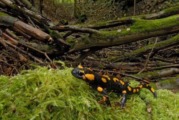 Feuersalamander Feuersalamander auf Moos im Kleinen Höllental bei Könntestadt. (Foto: Thomas Stephan)