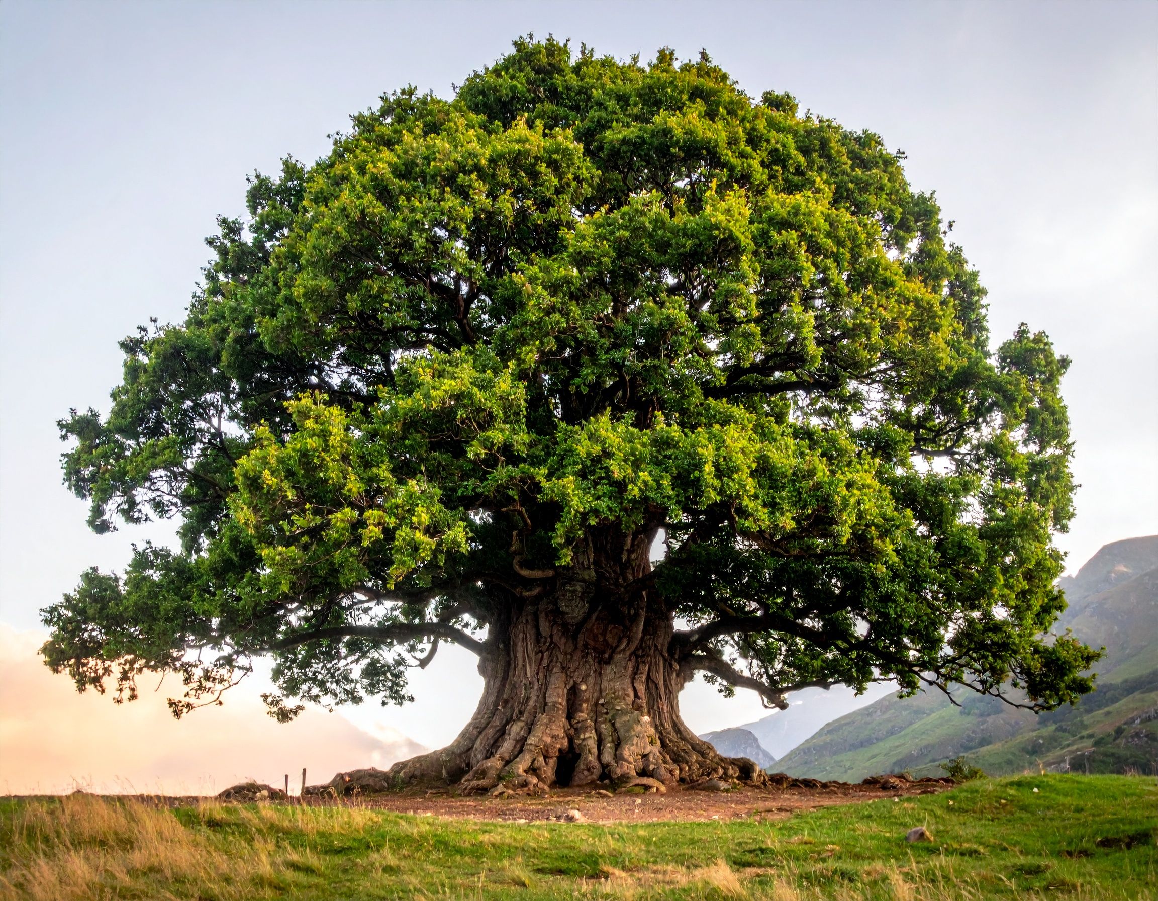 100-jährige Eiche (Foto: Firefly) 1000-jährige Eiche: Die Kreisgruppe Musterstadt kümmert sich um alte wie neue Bäume im Stadtgebiet. (Foto: Firefly)